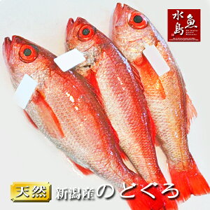 yẑǂ VE{CY mhO 500gȏE3iⓀj