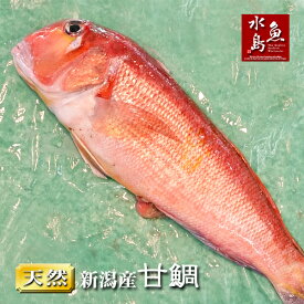 新潟産 天然 甘鯛 アマダイ（グジ）1,100〜1,199g（生冷凍）