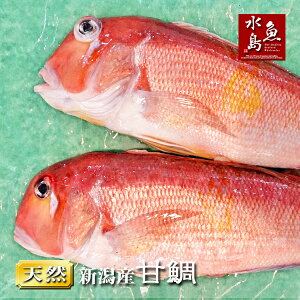 天然 マダイ 魚介類の通販 価格比較 価格 Com