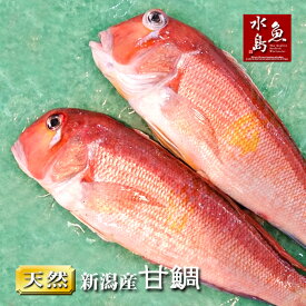新潟産 天然 甘鯛 アマダイ（グジ）500〜599g・2尾（生冷凍）