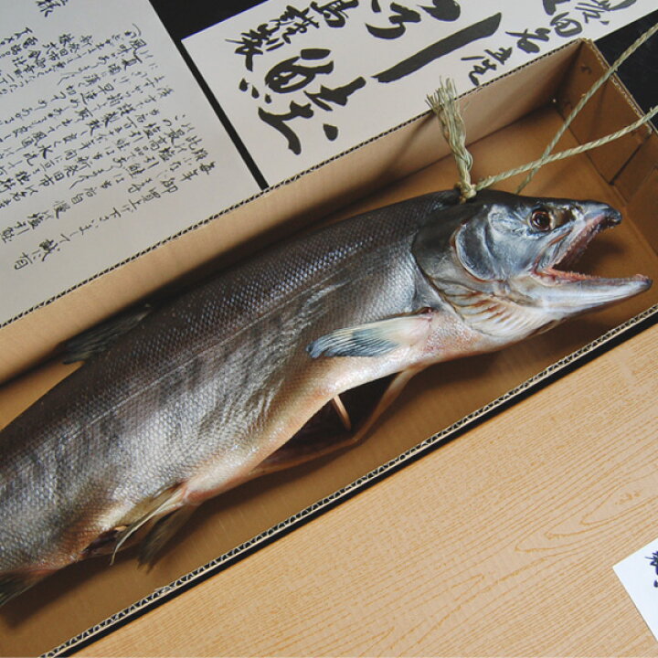 11340円 【国内正規総代理店アイテム】 超厳選 塩引鮭 塩引き鮭 6kg物 数量限定生産 送料無料 11340円 【国内正規総代理店アイテム】 超厳選 塩引鮭 塩引き鮭 6kg物 数量限定生産 送料無料