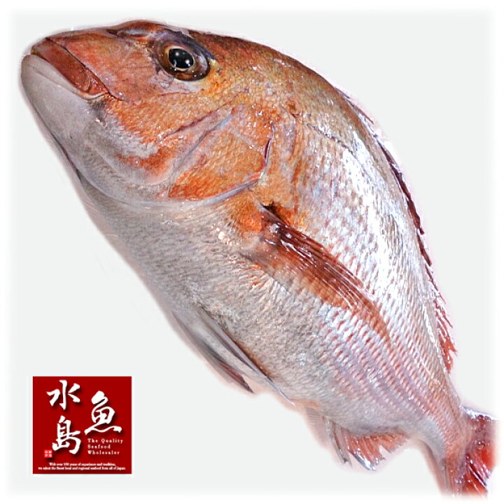 楽天市場 天然真鯛 マダイ 桜鯛 日本海産 1 5 1 9キロ物 日本海の幸 新潟 魚水島