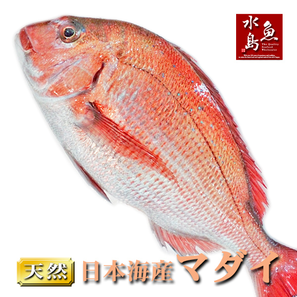 お祝いや贈り物にも 【海外限定】 旬の美味しさ 天然真鯛 マダイ スーパーセール 日本海産 桜鯛 1.0～1.4キロ物