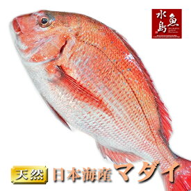 【送料無料】天然真鯛 マダイ 桜鯛 日本海産 4.0〜4.4キロ物