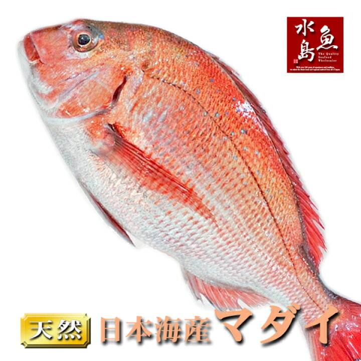 楽天市場 天然真鯛 マダイ 桜鯛 日本海産 1 5 1 9キロ物 日本海の幸 新潟 魚水島
