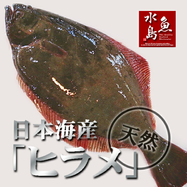 楽天市場】天然ヒラメ 平目 日本海産 2.0〜2.4キロ物 : 日本海の幸 