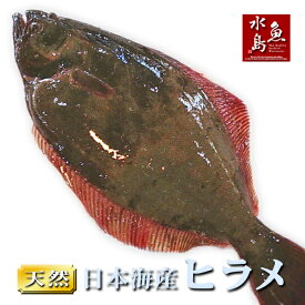【送料無料】天然ヒラメ 平目 日本海産 2.5〜2.9キロ物