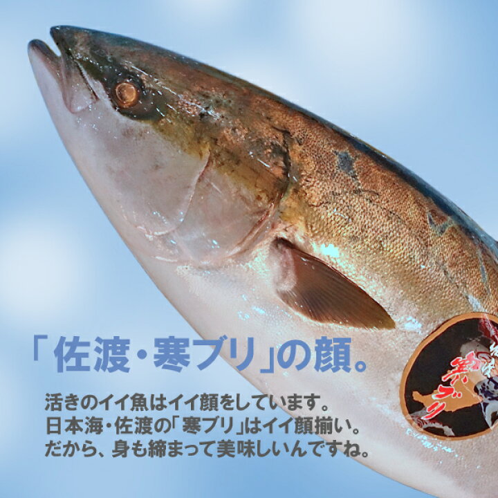 新潟 佐度産 天然 寒ぶり 鰤 寒ブリ 佐渡 5 0kg 5 9kg 一尾丸もの