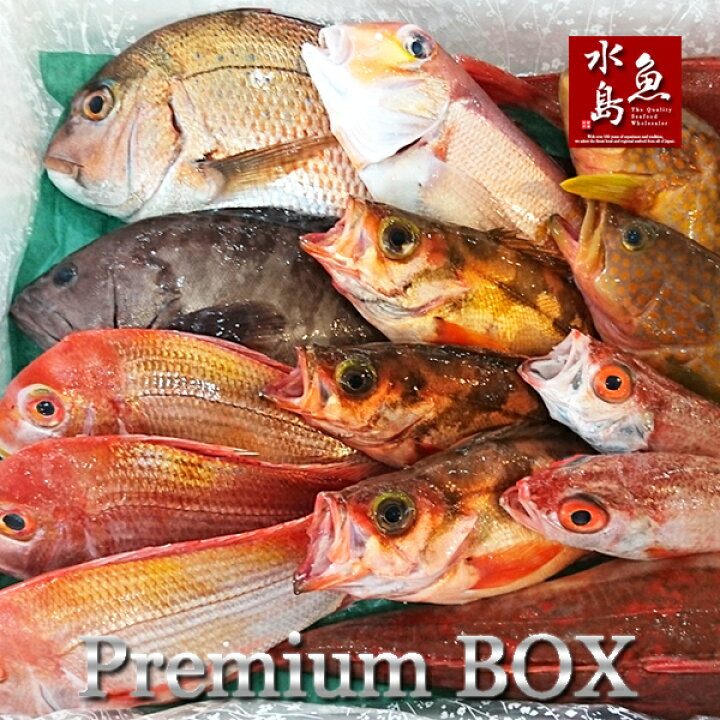 楽天市場】【送料無料】厳選 日本海の鮮魚セット「海におまかせ・大漁 