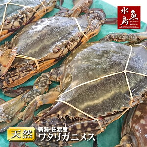 【送料無料】新潟・佐渡産 天然 ワタリガニ 渡り蟹 メス 中5杯
