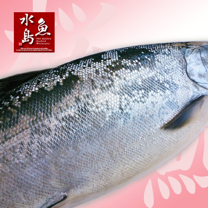 1500円 憧れの 厳選自家製 塩マス サクラマス 本鱒 1.5〜1.9kg 1500円 憧れの 厳選自家製 塩マス サクラマス 本鱒 1.5〜1.9kg