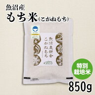 魚沼産こがねもち 特別栽培 850g 令和7年産 餅 お取り寄せ 国産 魚沼産 減農薬 特別栽培米 送料無料 のし…