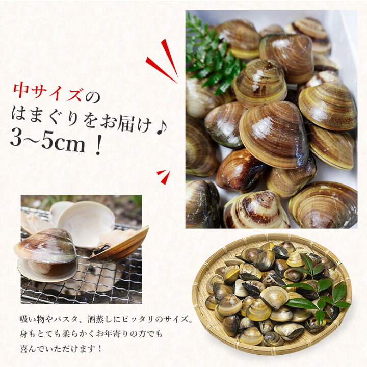 市場 ハマグリ 包装 三重県桑名産 送料無料 産地直送 中大サイズ 活けハマグリ 活け蛤 天然 桑名産 1kg 生貝 はまぐり 熨斗対応 活け 国産 贈り物