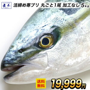 �y���؊C�N���W�z�y���H���� �܂邲�� 1�� ��5kg�z �Ԃ� �u�� �� ���u�� ������ �啪�Y ���h�g�p �łԂ� �`���h �y���Ӂz�k�C���A����͒ǉ�������997�~���Z���A�������������܂��B �������� 