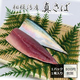 神奈川 【 相模湾産 真さば 切り身 (冷凍) フィレ 】 鮮度抜群 フィーレ 半身 焼き魚 焼魚 鮮魚 サバ 鯖 神奈川 かながわ ギフト 無添加 天然 国産 名産 お土産 土産 神奈川名産 煮付け 塩焼き