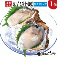 【夏季限定】日本海産・天然岩牡蠣（割ってお届け）