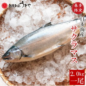 日本海産　サクラマス（本鱒・桜鱒）　2.0kg生一尾【切り身にしてお届け】