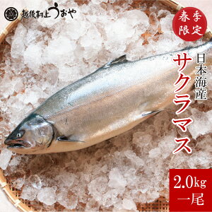 ���{�C�Y�@�T�N���}�X�i�{���E�����j�@2.0kg������y�؂�g�ɂ��Ă��͂��z
