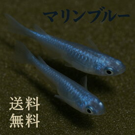 (めだか日和) マリンブルーめだか 20匹 未選別 稚魚 20匹セット / マリンブルーメダカ　＋α