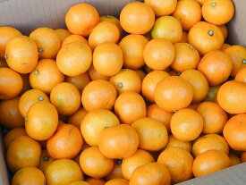 訳あり 小玉みかん 和歌山県産 ご家庭用 箱込 10kg
