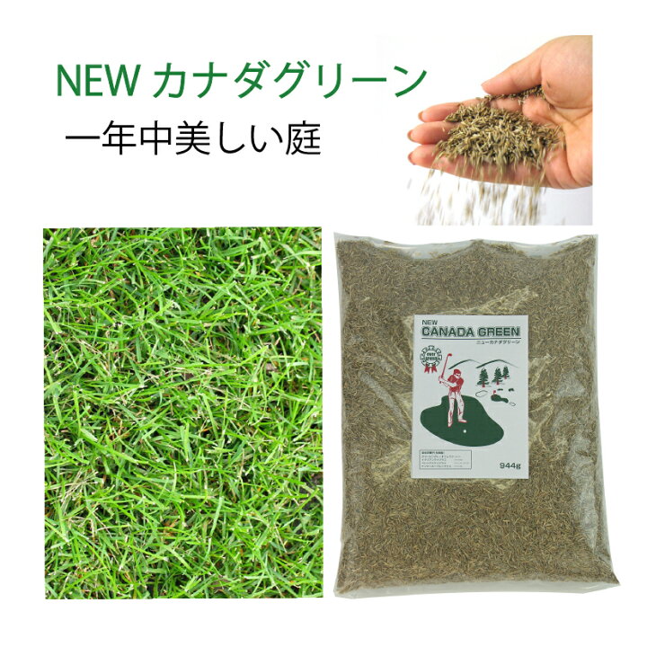 楽天市場 芝生の種 オールシーズン 混合 1袋 944g おすすめ 芝生 種 芝 密集推奨平方メートル 最大90平方メートル 種まき Newカナダグリーン 天然芝生 緑芝 西洋芝 洋芝 ミックス 約1kg 種子 ガーデングラス プレゼント カリスマバイヤー輸入雑貨セレオリ