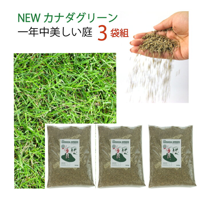 楽天市場 3袋組 芝生 種 混合 1袋 944g おすすめ 芝 全袋使用で密集の場合 推奨60平方メートル 最大270平方メートル 1袋あたり価格6160円 種まき Newカナダグリーン 天然芝生 緑芝 西洋芝 洋芝 ミックス 種子 ガーデングラス クリスマス カリスマバイヤー輸入雑貨