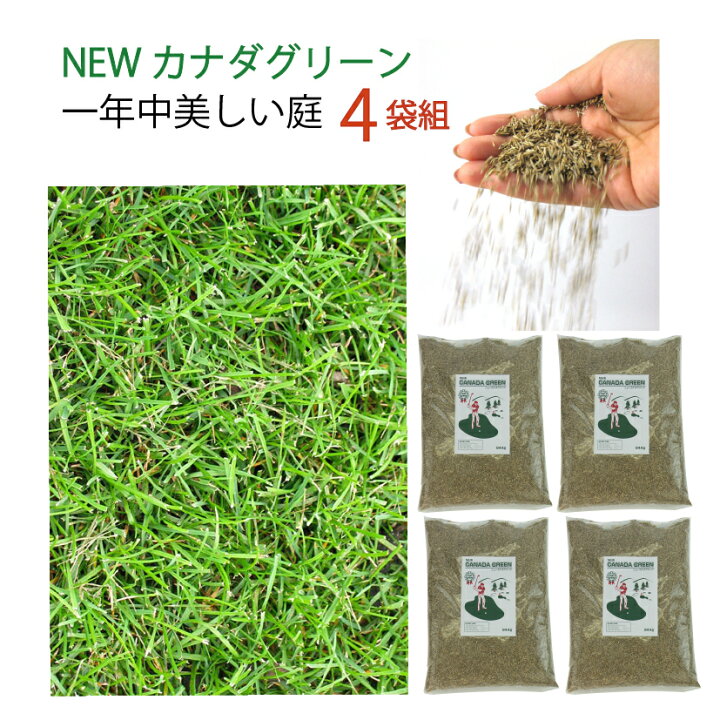 楽天市場 4袋組 芝生の種 オールシーズン 混合 1袋 944g おすすめ 芝 全袋使用で密集の場合 推奨80平方メートル 最大360平方メートル 1袋あたり価格6050円 種まき Newカナダグリーン 天然芝生 緑芝 西洋芝 洋芝 ミックス 種子 ガーデングラス お中元 プレゼント 実用