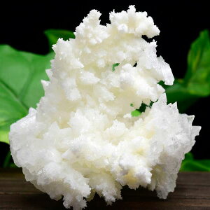 ASiCg tXtF flosferri NX^[  400g LVRE`B T^GEAYzCgASiCgbASiCgtXtFbŐ΁b΁bȂݐ΁bV