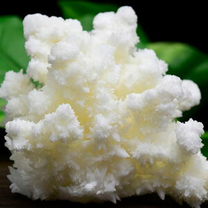 ASiCg tXtF flosferri NX^[  421g LVRE`B T^GEAYzCgASiCgbASiCgtXtFbŐ΁b΁bȂݐ΁bV