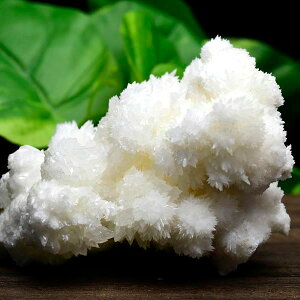 ASiCg tXtF flosferri NX^[  374.5g LVRE`B T^GEAYzCgASiCgbASiCgtXtFbŐ΁b΁bȂݐ΁bV