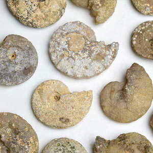 AiCg   Ή ybRYzނCy13g~18gzPi̔ammonitebmoroccob΁b΁bbRbtHbVbJTCgbVR΁bp[Xg[ 39Vbv