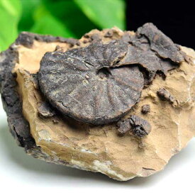 アンモナイト 化石 原石 メノウ化 方解石化【モロッコ産】【約382g】ammonite｜morocco｜化石｜原石｜モロッコ｜フォッシル｜カルサイト｜アゲートアンモナイト｜天然石｜パワーストーン ■39ショップ■45