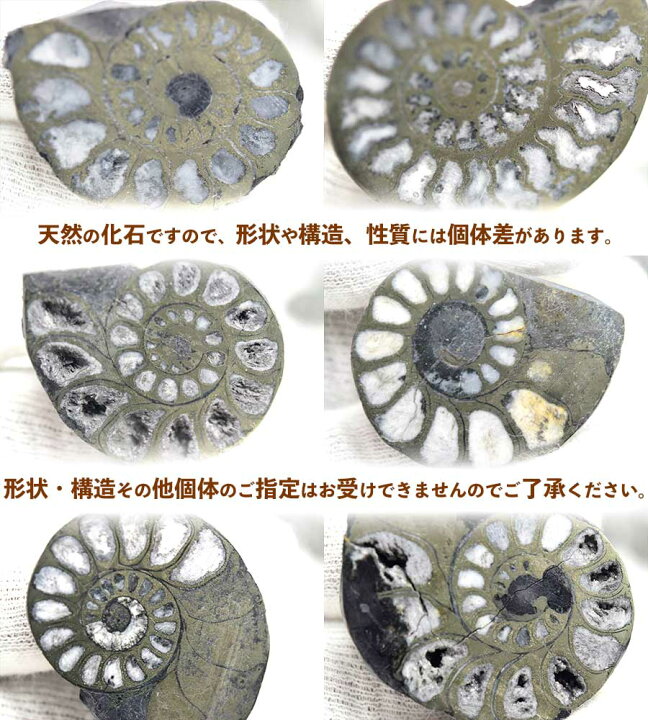 楽天市場】アンモナイト 化石 スライス 銅化 黄鉄鉱化【モロッコ産 