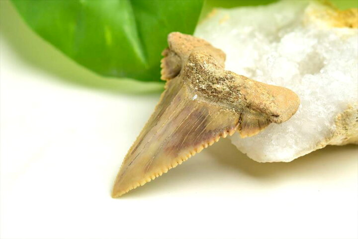楽天市場】ホホジロザメ 歯 化石 原石 Carcharodon carcharias tooth 
