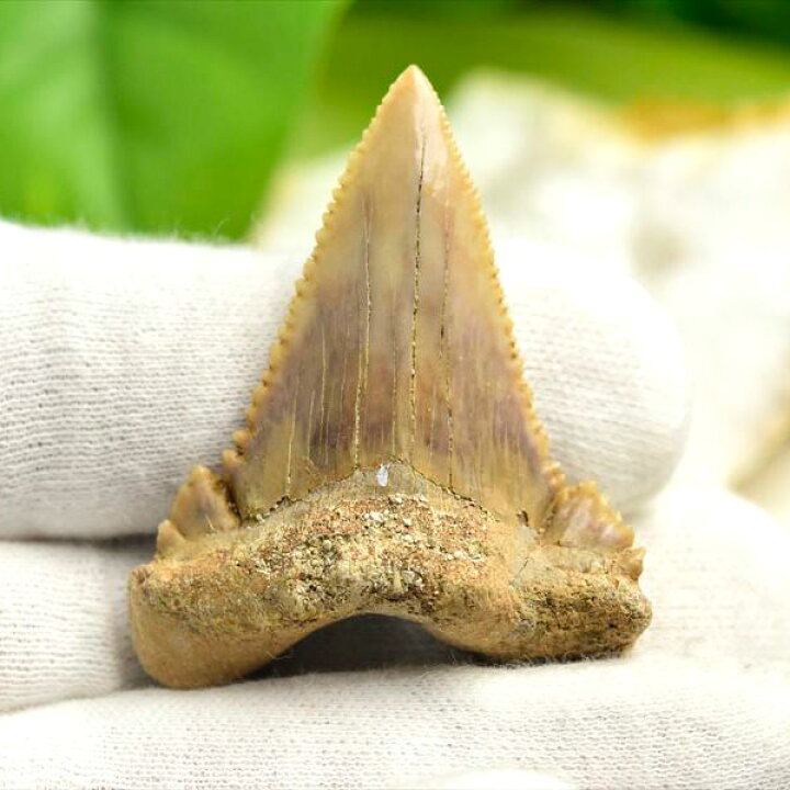 楽天市場】ホホジロザメ 歯 化石 原石 Carcharodon carcharias tooth 