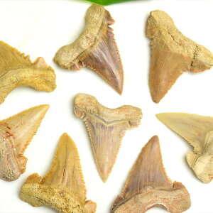 zzWU    bRYނCy8g~10gzPi̔ Carcharodon carcharias tooth great white sharkbzIWUbT̎b moroccob΁b΁bbRbtHbVbVR