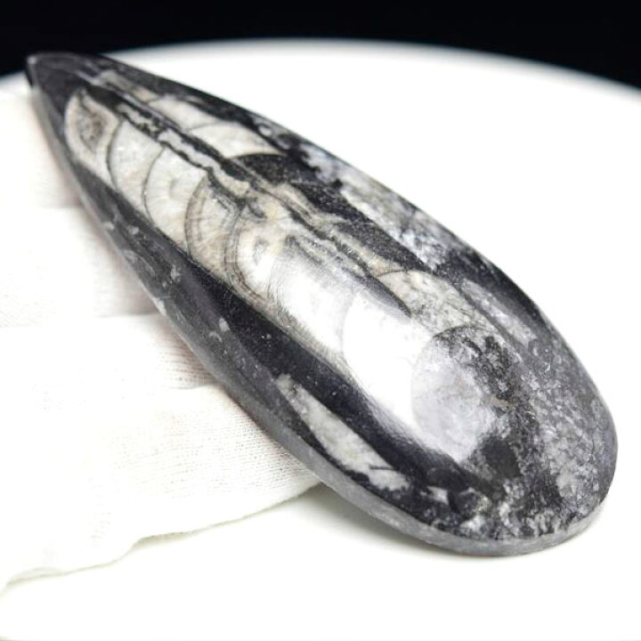 楽天市場】オルソセラス 直角貝 化石【モロッコ産】【約112.2g  