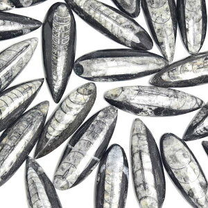 I\ZX pL ~jTCY ΁bRYނC 50`60mmOちy̔PʁF1zI\ZXbOrthocerasb΁b΁bbRbtHbVbVR΁bp[Xg[ 