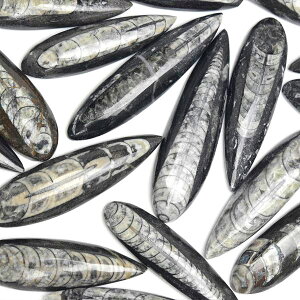 I\ZX pL ~jTCY ΁bRYނC 70`80mmOちy̔PʁF1zI\ZXbOrthocerasb΁b΁bbRbtHbVbVR΁bp[Xg[ 