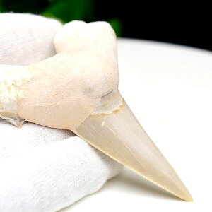 T̎   Otodus obliquus tooth IghDX IuNXÑLybRYzy42gzlY~UbzIWUbT̎b moroccob΁b΁bbRbtHbVbVR΁bp