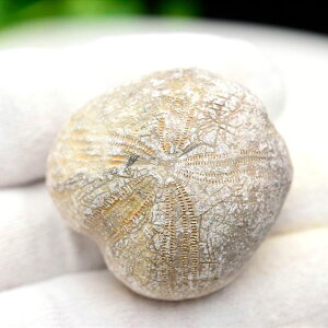 �E�j ���� ���� Micraster �~�N���X�^�[ �u���u�N�� �y�����b�R�Y�z�y��46.7g�z�n�[�g�E�j�b���ɂ̉��΁b���瓮���b morocco�bEchinoid�b���΁b���΁b�����b�R�b�t�H�b�V���b�V�R�΁b�p���[�X�g�[