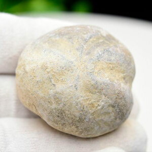 �E�j ���� ���� Micraster �~�N���X�^�[ �u���u�N�� �y�����b�R�Y�z�y��69.3g�z�n�[�g�E�j�b���ɂ̉��΁b���瓮���b morocco�bEchinoid�b���΁b���΁b�����b�R�b�t�H�b�V���b�V�R�΁b�p���[�X�g�[