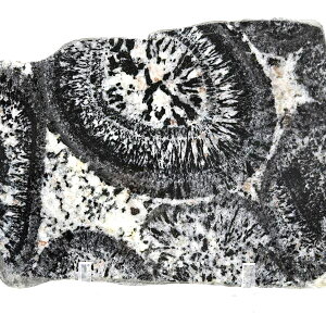 I[rLCg v[g uI[XgAYy463gzԛbI[rL[bOiCgbub[bXCXbIuWFbVR΁bp[Xg[b39Vbv