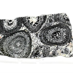 I[rLCg v[g uI[XgAYy721.5gzԛbI[rL[bOiCgbub[bXCXbIuWFbVR΁bp[Xg[b39Vbv