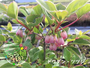 UP hE_ ccW Ȗ ccW 4i12.0cm)||bg͔| JԎ6`  25cm`