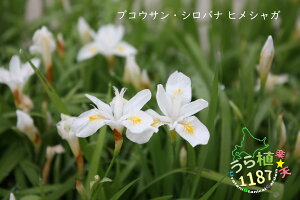 bYEP҉ uRET qVK Ȗ A JԎ5`  15cm` ԏ^