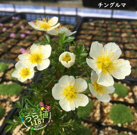 珍車 チングルマ 科名 バラ科 開花時期5月～ 成長丈 草丈10cm～ ●花終了