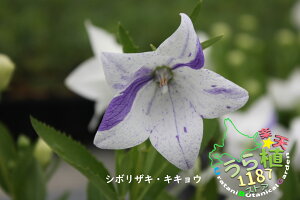 i炫j[ V{UL LLE Ȗ LLE JԎ7`  20cm`