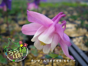 瓇ڗ  `V} I_}L oi Ȗ L|EQ JԎ5` E 10cm` ԏI