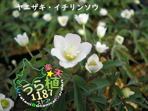 d֑ GUL C`\E Ȗ L|EQ JԎ5`  10cm` ԏI